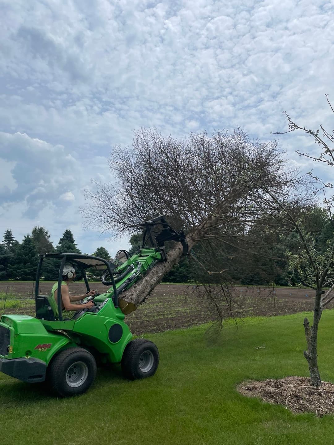 Person using a skid steer to remove a dead tree in a landscaped yard under cloudy skies.