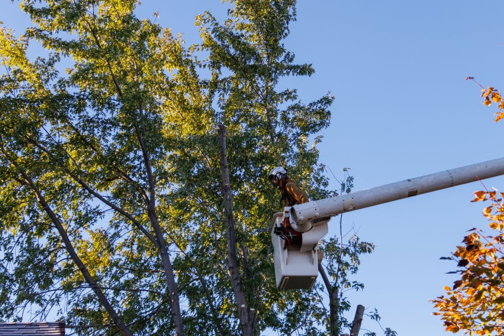 Rooted in Safety. Built on Trust.